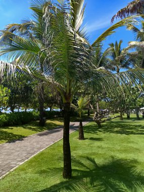 Güzel bahçe ağaçlar, ağaçlar ve çalılar pürüzsüz bir yeşil çim, mavi gökyüzü palmiye.