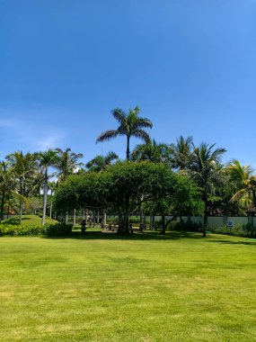 Güzel bahçe ağaçlar, ağaçlar ve çalılar pürüzsüz bir yeşil çim, mavi gökyüzü palmiye.