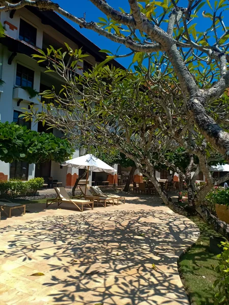 Branch Tree Plumeria Casts Beautiful Shadow — Stock Photo, Image