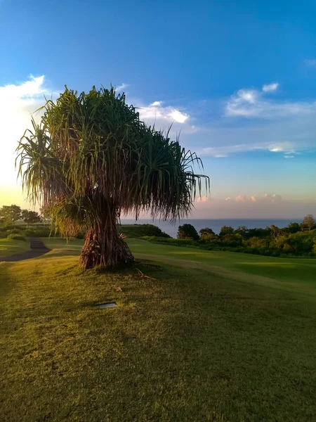 A lonely unusual and fabulous palm sprawled its branches on a green golf course. The blue sky and indian ocean and sunset are seen on the horizon