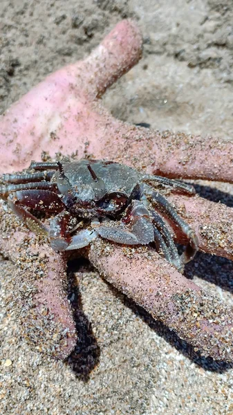 Close up of a crab on the hand in the sand on the beach of the Indian ocean, Bali, Indonesia.