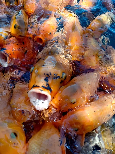 group of wild multicolored carp fish in the large lake. Big gold carp fish close up in clear water.