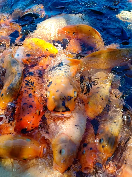 Gruppe Wilder Bunter Karpfenfische Großen See Große Goldkarpfenfische Hautnah Klaren — Stockfoto