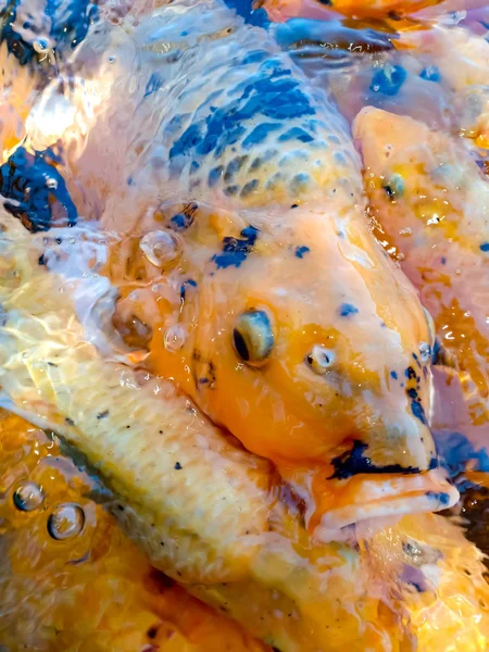 group of wild multicolored carp fish in the large lake. Big gold carp fish close up in clear water.