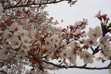 Japonya 'da bahar döneminde Sakura Cherry Blossoms
