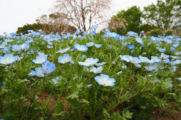 Çiçek nemophila bebek mavi gözler yatak