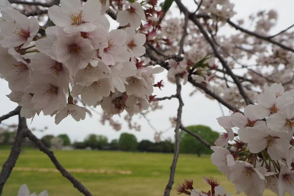 Japonya 'da bahar döneminde Sakura Cherry Blossoms