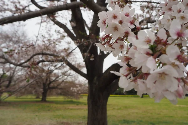 Japonya 'da bahar döneminde Sakura Cherry Blossoms