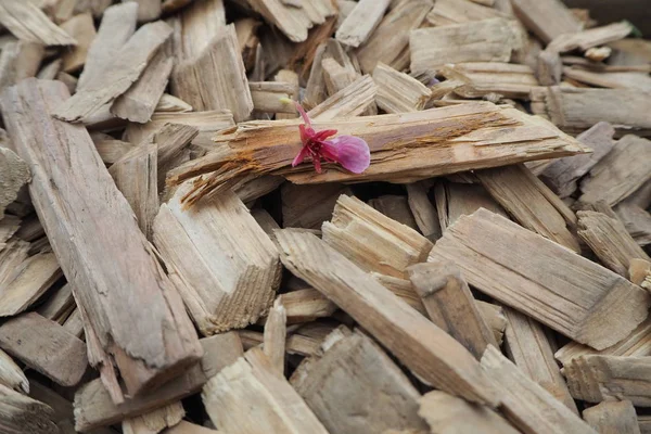 Ahşap cips üzerinde Petal 