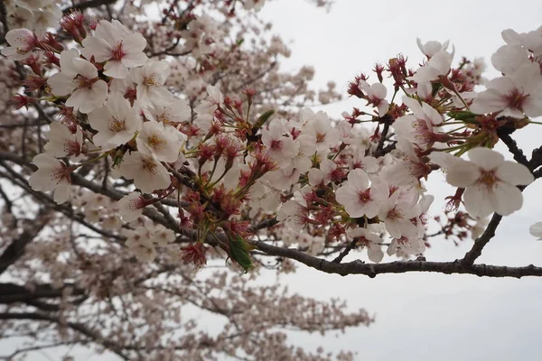 Sakura Cherry Blossoms Durante Primavera Japão — Fotografia de Stock