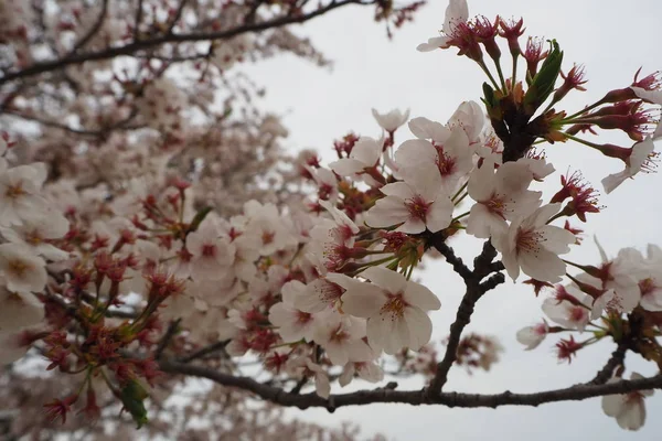 Japonya 'da bahar döneminde Sakura Cherry Blossoms