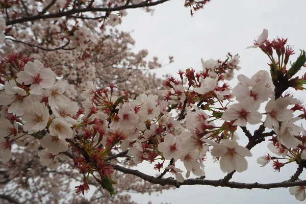 Japonya 'da bahar döneminde Sakura Cherry Blossoms