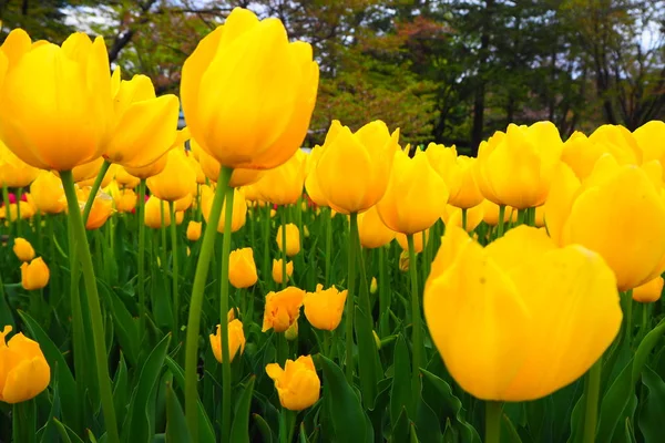 Sarı Tulips parkta Blooming