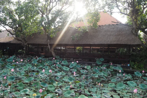 Ubud Tapınağı 'ndaki Lotus Göleti, Bali, Endonezya