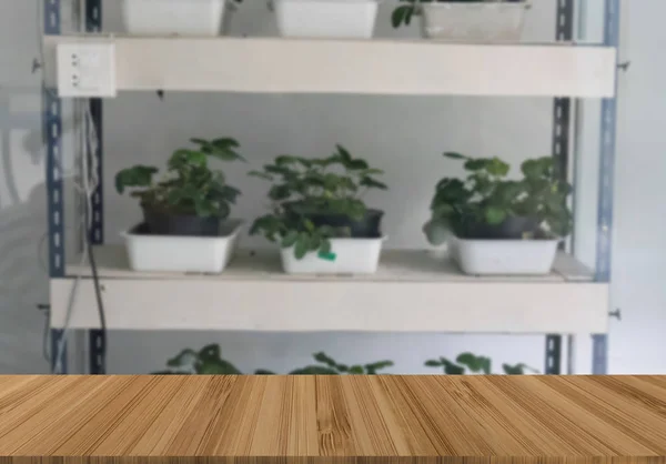 野菜表示やモンタージュ製品の木製テーブルに人工的な光と温度コントロール システムで栽培 — ストック写真