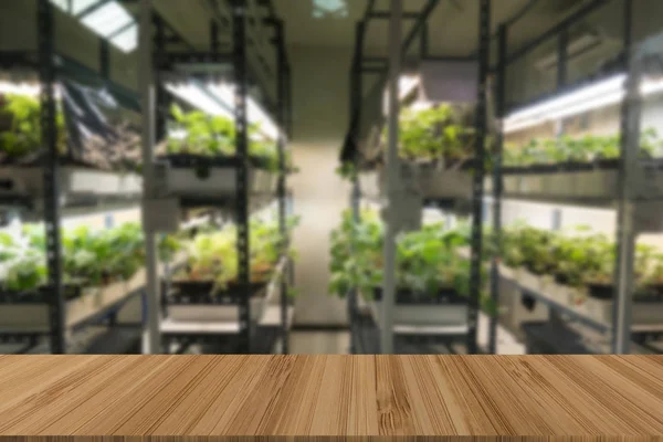 Grönsaksodling Temperatur Styrsystem Med Artificiellt Ljus Med Trä Bord För — Stockfoto
