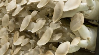 çiftlik taze Hint istiridye mantar