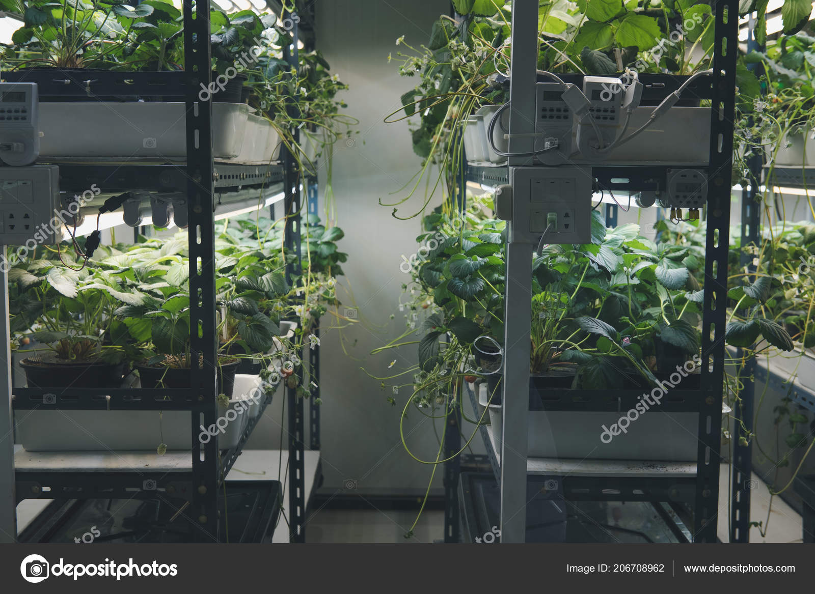 すべての美しい花の画像 最高植物栽培led すべての美しい花の画像 最高植物栽培led