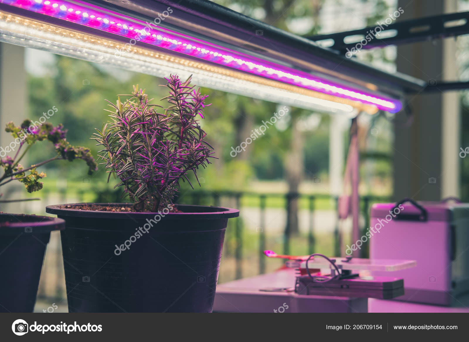 植物生长在智能室内农场与人造led 苗木栽培用光谱植物灯 图库照片 C Psisaa 植物生长在智能室内农场与人造led 苗木栽培用光谱植物灯 图库照片 C Psisaa