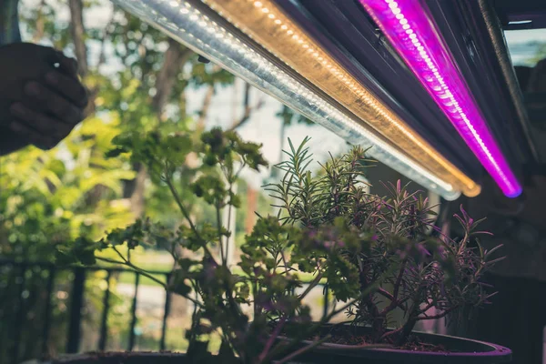 Plante Poussant Dans Ferme Intérieure Intelligente Avec Lumière Led Artificielle — Photo