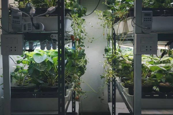 Växt Som Växer Smart Inomhus Gård Med Led Belysning Spectrum — Stockfoto