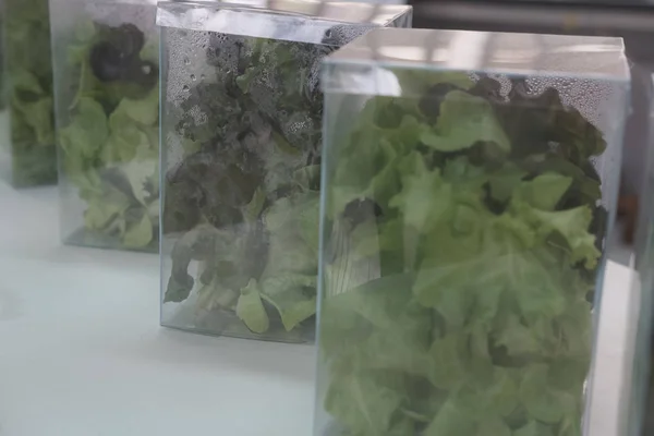 Plastik Kutu Sebze Salata Yemeye Hazır Taze Organik Marul — Stok fotoğraf