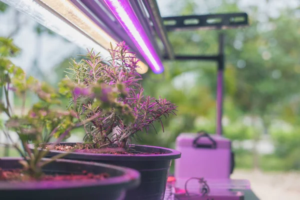 Yapay Led Işık Ile Akıllı Kapalı Gruptaki Büyüyen Bitki Spektrum — Stok fotoğraf