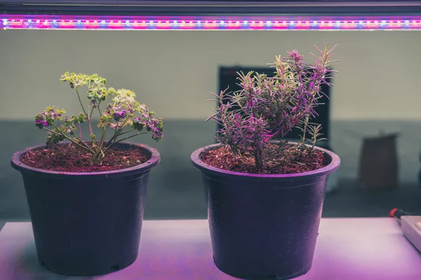 plant growing in smart indoor farm with artificial led light. spectrum phyto lamp for seedling & cultivation