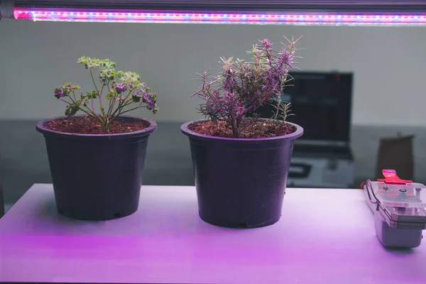 Planta Crescendo Fazenda Interna Inteligente Com Luz Led Artificial Lâmpada — Fotografia de Stock