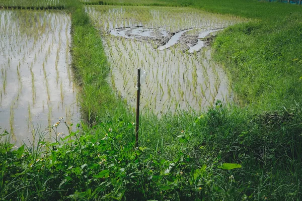 Падди Поле Рисовая Ферма Таиланда — стоковое фото