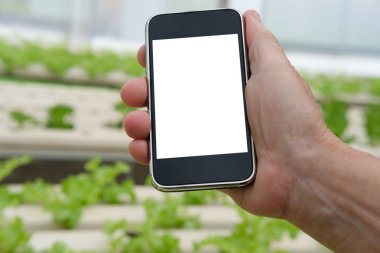 Ziraat Mühendisi çiftçi akıllı telefon İzleyicisi ec, ph, sıcaklık bir marul sebze hydroponic grupta kullanarak. Akıllı tarımda sensör teknolojisi
