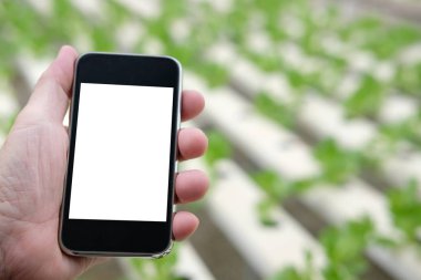 Ziraat Mühendisi çiftçi akıllı telefon İzleyicisi ec, ph, sıcaklık bir marul sebze hydroponic grupta kullanarak. Akıllı tarımda sensör teknolojisi