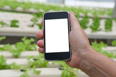 Ziraat Mühendisi çiftçi akıllı telefon İzleyicisi ec, ph, sıcaklık bir marul sebze hydroponic grupta kullanarak. Akıllı tarımda sensör teknolojisi