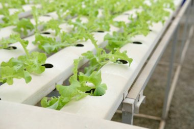 marul sebze hydroponic çiftlik serada tarımı