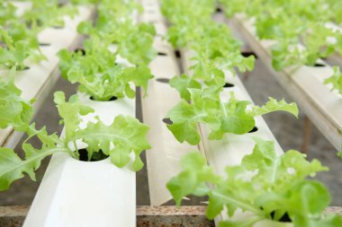 marul sebze hydroponic çiftlik serada tarımı