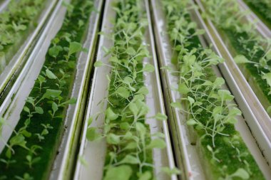 Bitki odasındaki ıslak süngerin üzerinde hidroponik sebze filizleri filizleniyor. Marul salatası çiftlikte tohumdan yetişiyor..