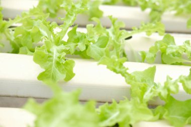 marul sebze hydroponic çiftlik serada tarımı