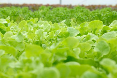 marul sebze hydroponic çiftlik serada tarımı