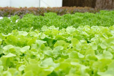 marul sebze hydroponic çiftlik serada tarımı
