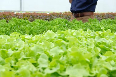 marul sebze hydroponic çiftlik serada tarımı