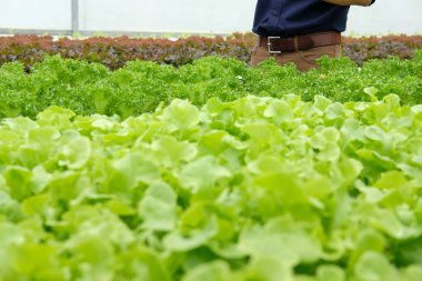 marul sebze hydroponic çiftlik serada tarımı