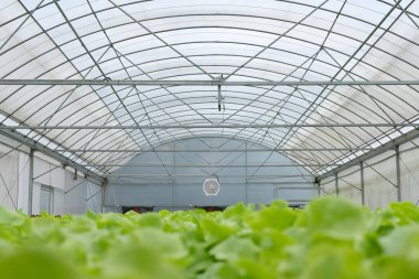 marul sebze hydroponic çiftlik serada tarımı