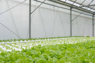 marul sebze hydroponic çiftlik serada tarımı