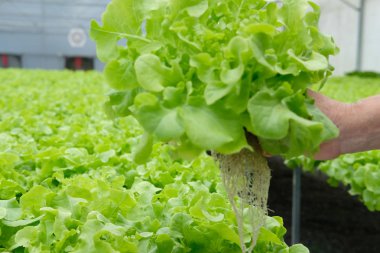 marul sebze hydroponic çiftlik serada tarımı tutan çiftçi