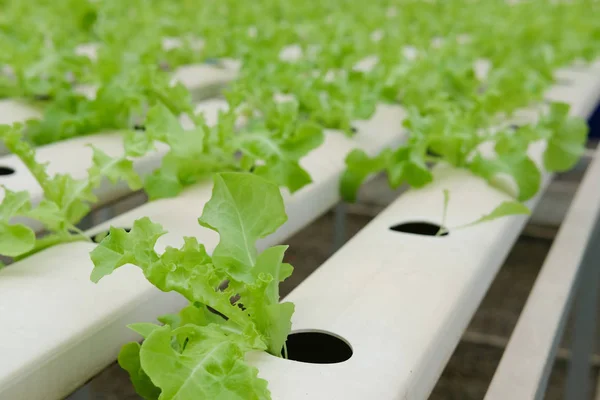 lettuce vegetable growing in greenhouse of hydroponic farm