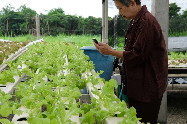 农艺师农民使用智能手机来监测水培农场生菜蔬菜的 智能农业中的传感器技术 — 图库照片