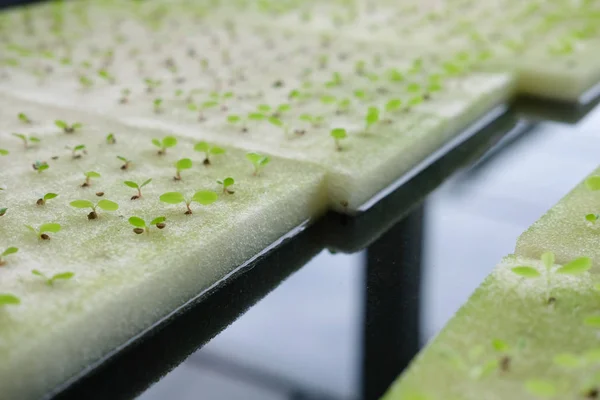 Seedling Hydroponic Vegetable Sprout Wet Sponge Plant Nursery Lettuce Salad — Stock Photo, Image