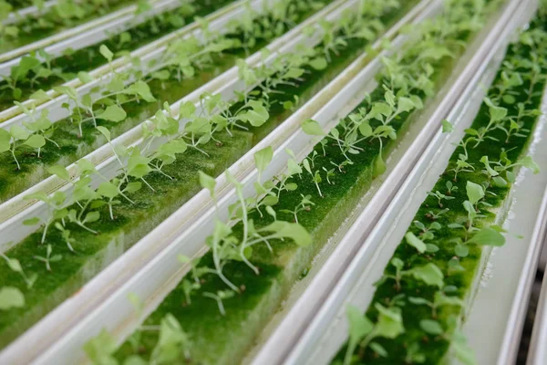 植物苗圃中湿海绵水栽蔬菜幼苗 从农场种子中生长出来的莴苣沙拉 — 图库照片