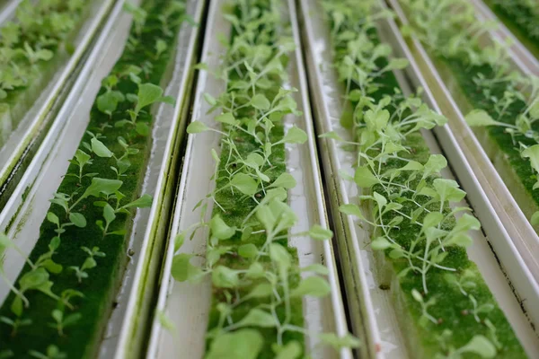 Bitki odasındaki ıslak süngerin üzerinde hidroponik sebze filizleri filizleniyor. Marul salatası çiftlikte tohumdan yetişiyor..