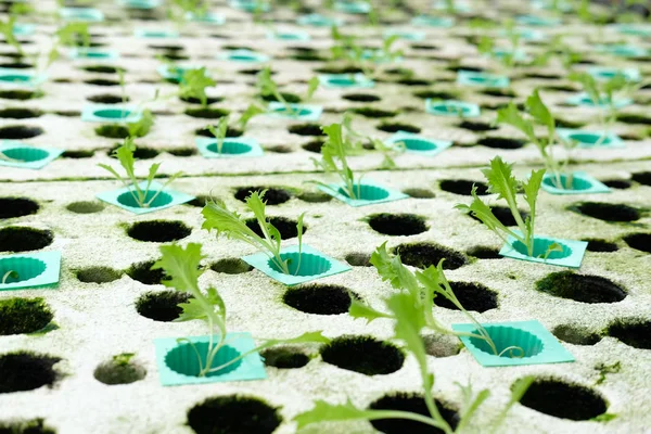 Seedling Hydroponic Vegetable Sprout Foam Plant Nursery Lettuce Salad Growing — Stock Photo, Image